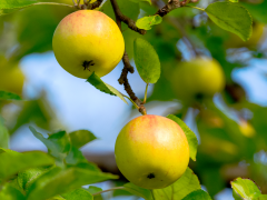pomme 12 liste